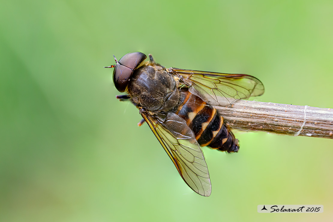 Tabanus sudeticus: Mosca cavallina (maschio) - Dark giant horsefly (male)