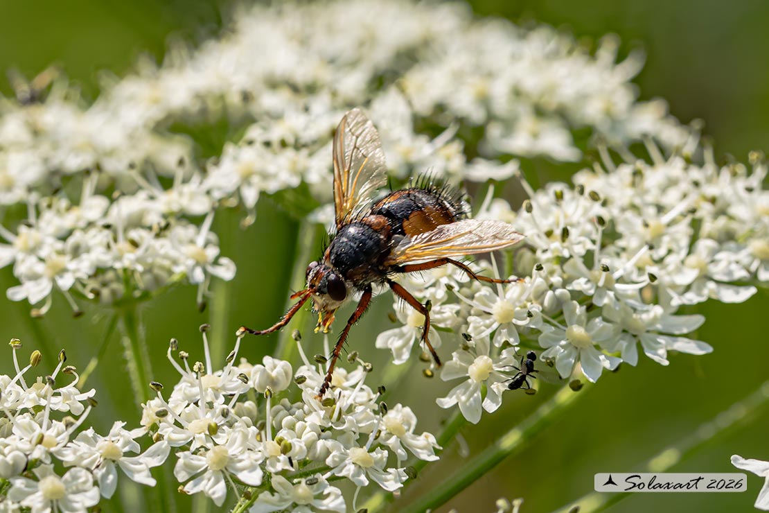 Tachina fera