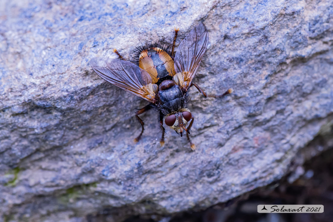 Tachina fera