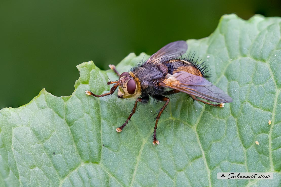 Tachina fera