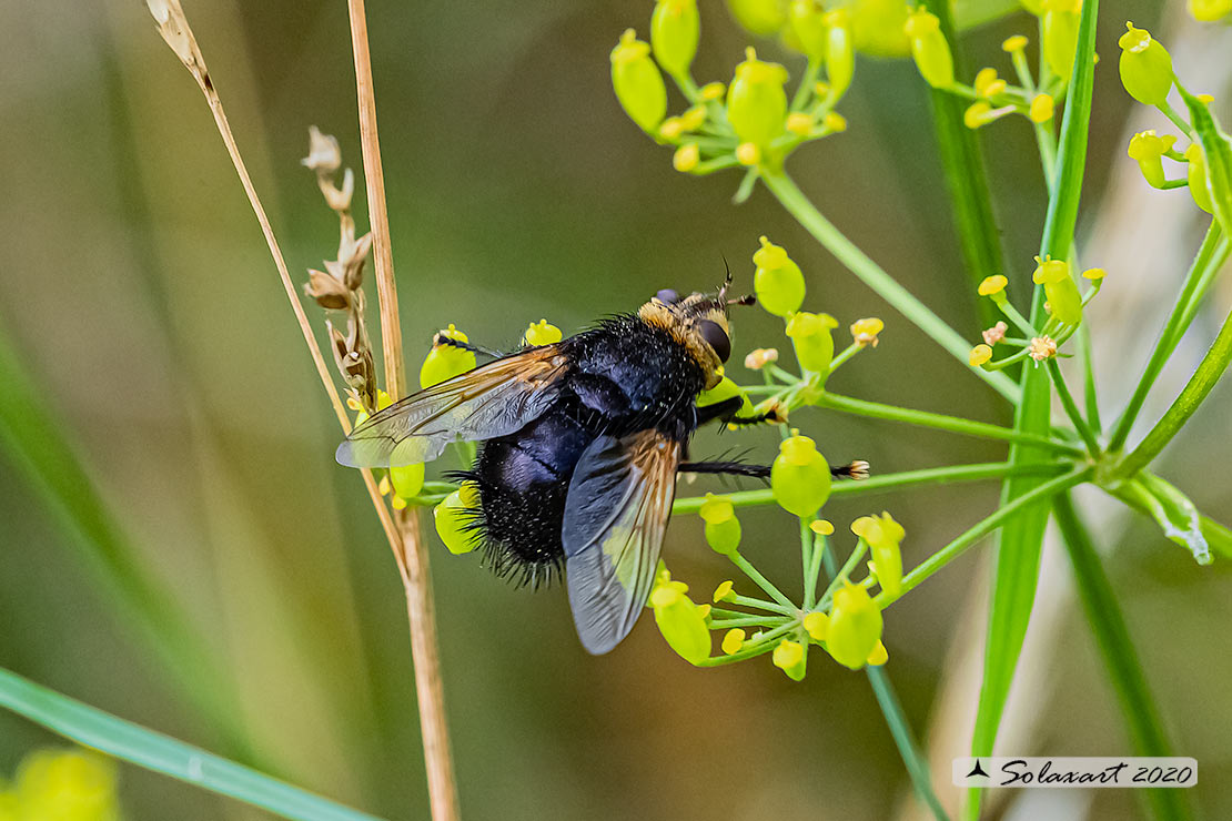 Tachina grossa