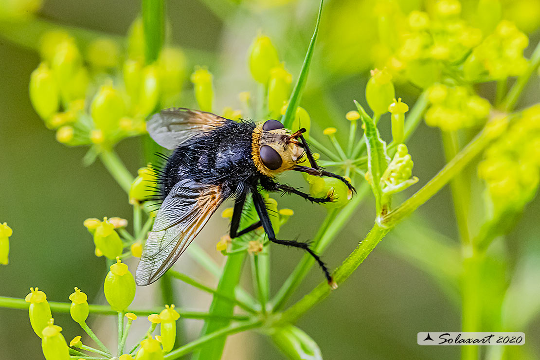 Tachina grossa