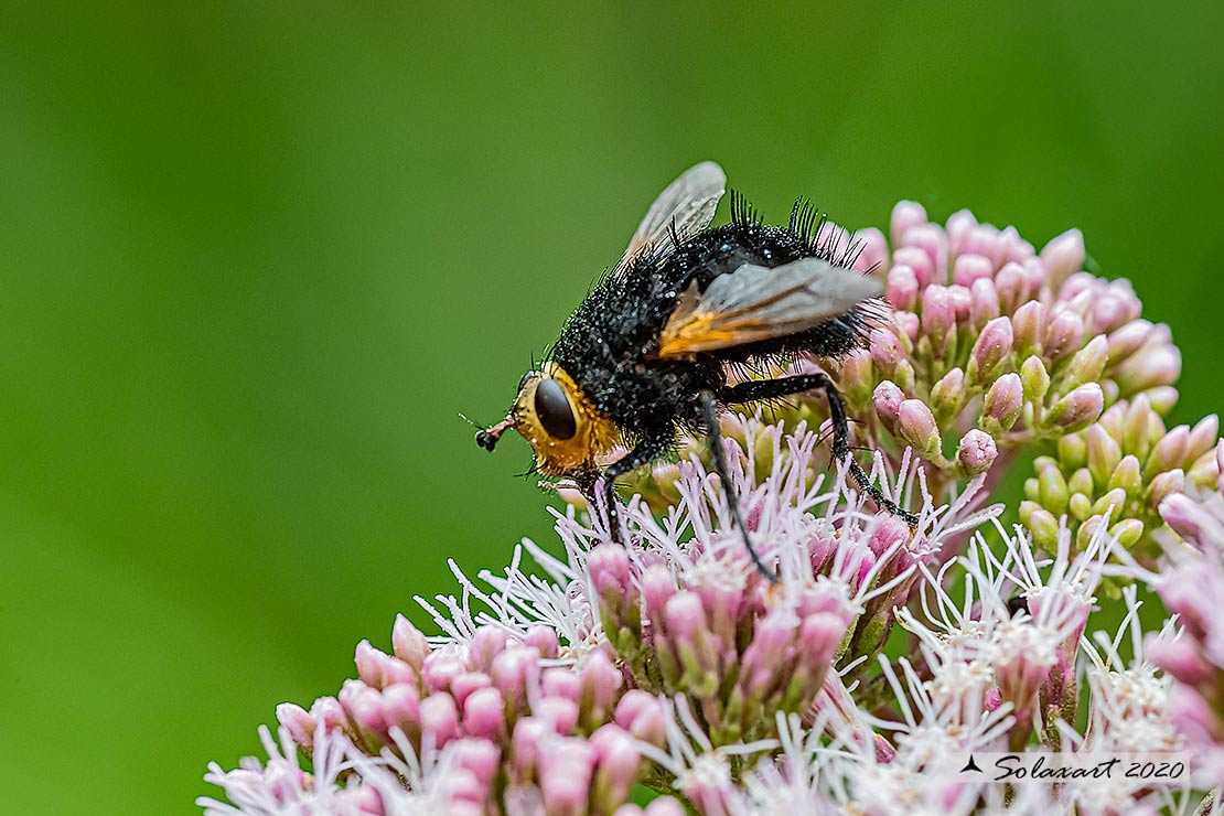 Tachina grossa