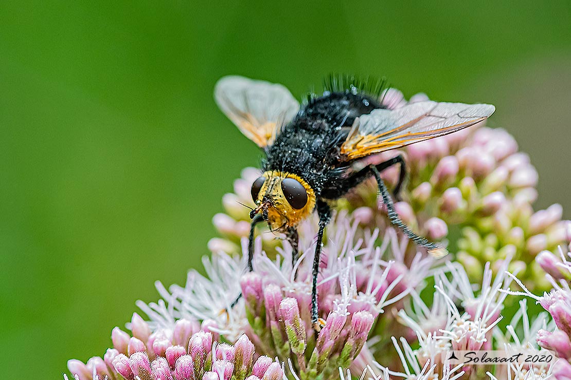 Tachina grossa