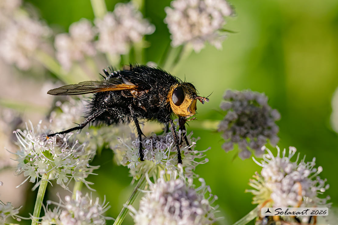 Tachina grossa