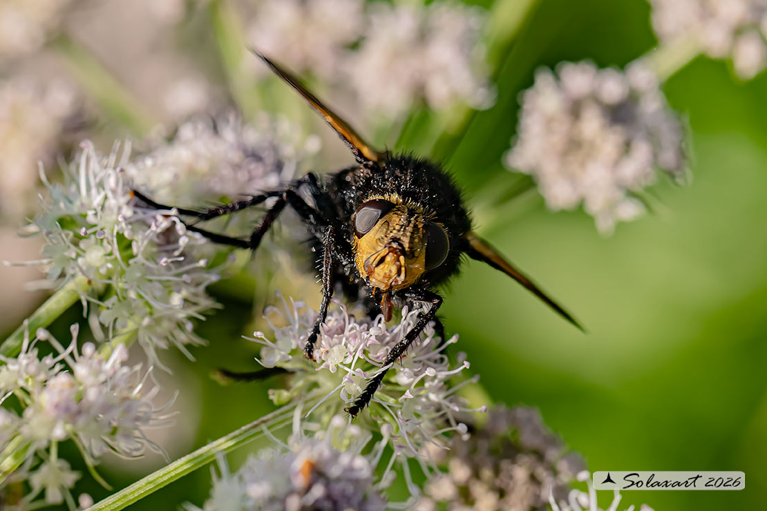 Tachina grossa