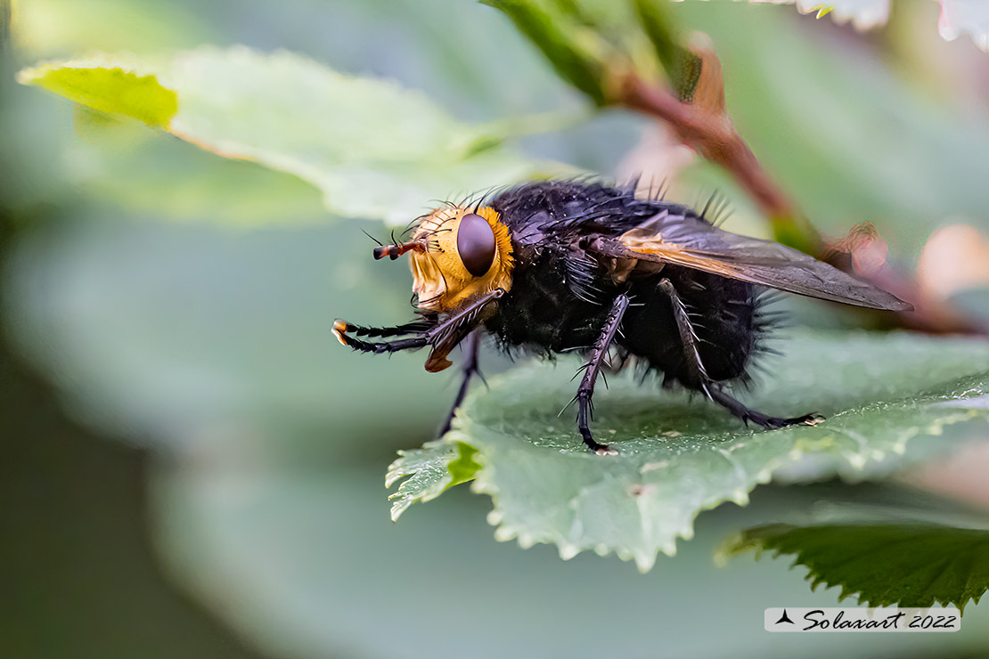 Tachina grossa