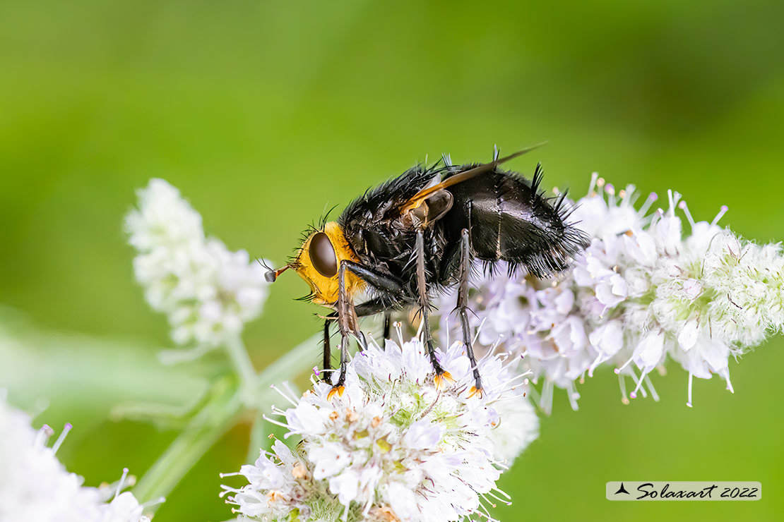 Tachina grossa