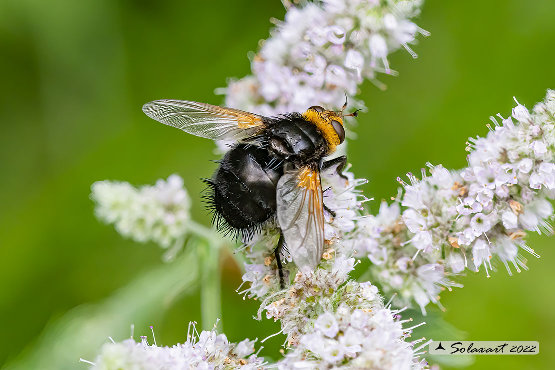 Tachina grossa