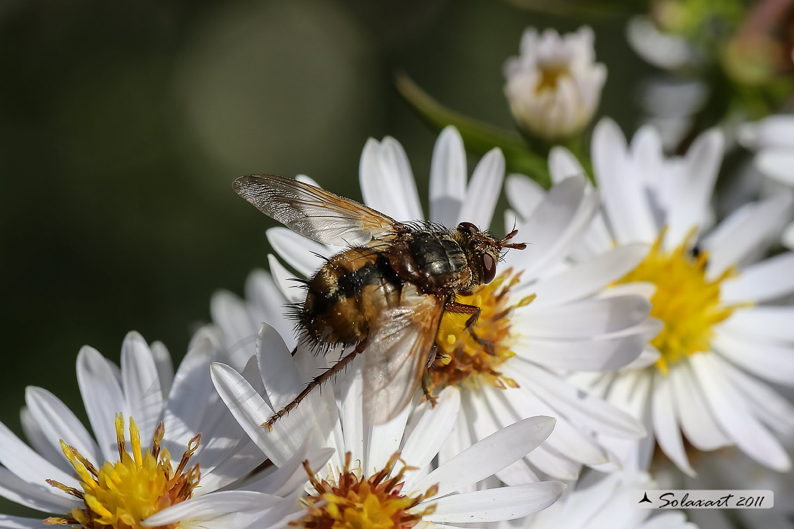 Tachina magnicornis