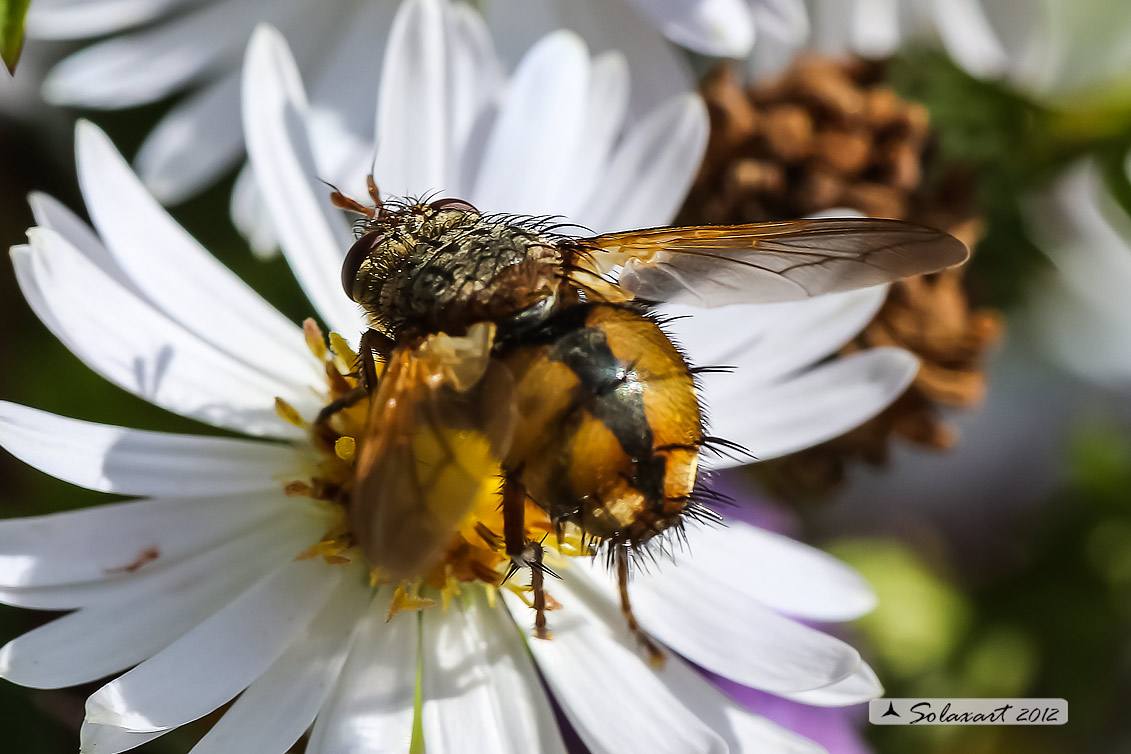Tachina magnicornis