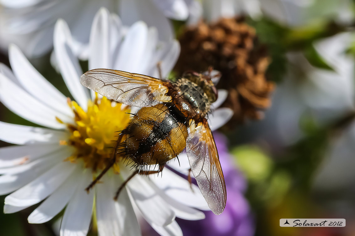 Tachina magnicornis