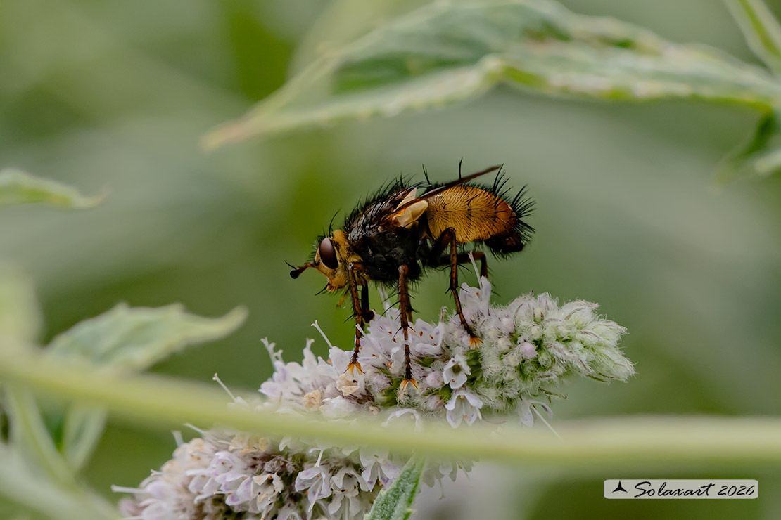 Tachina magnicornis
