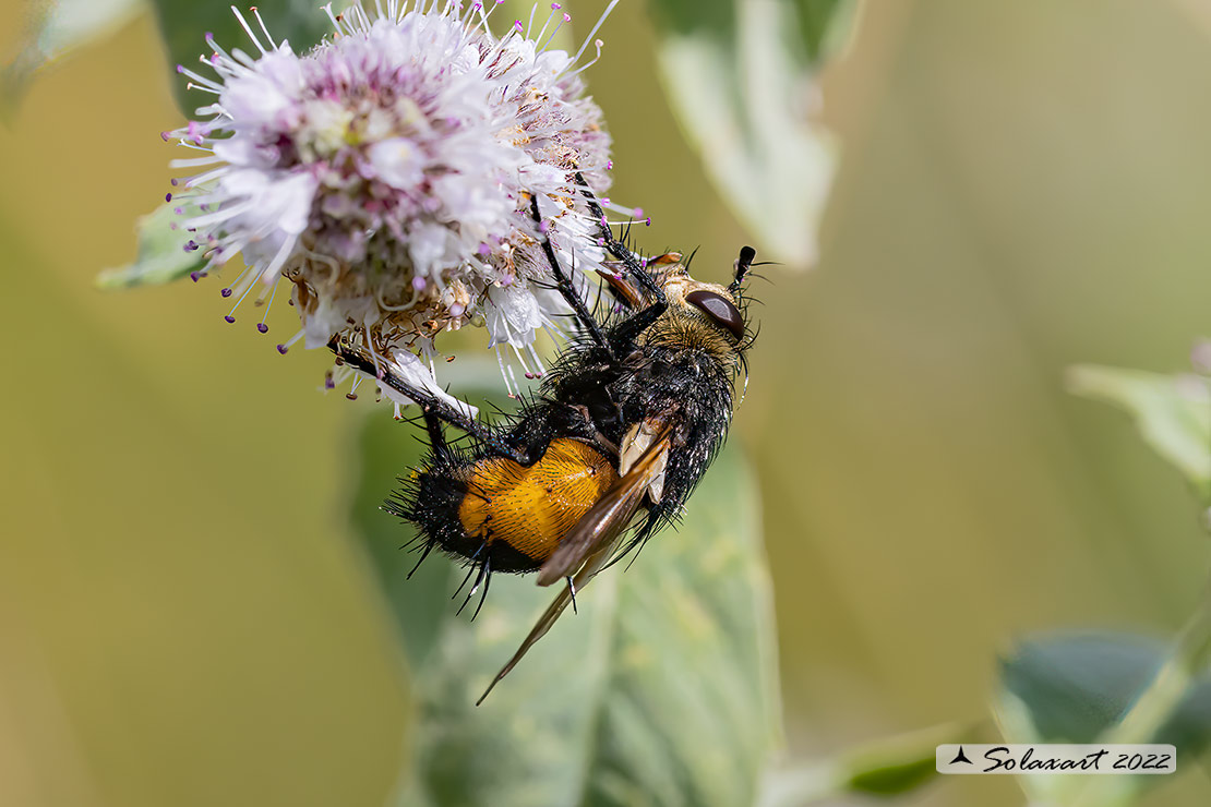 Tachina magnicornis