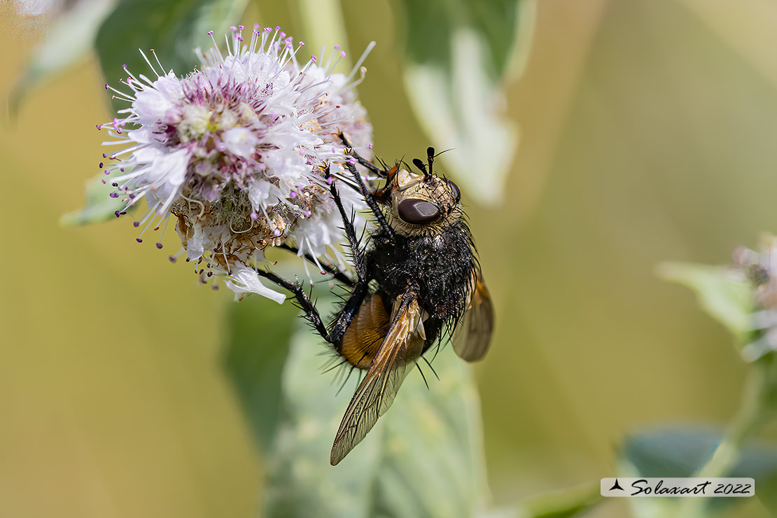 Tachina magnicornis