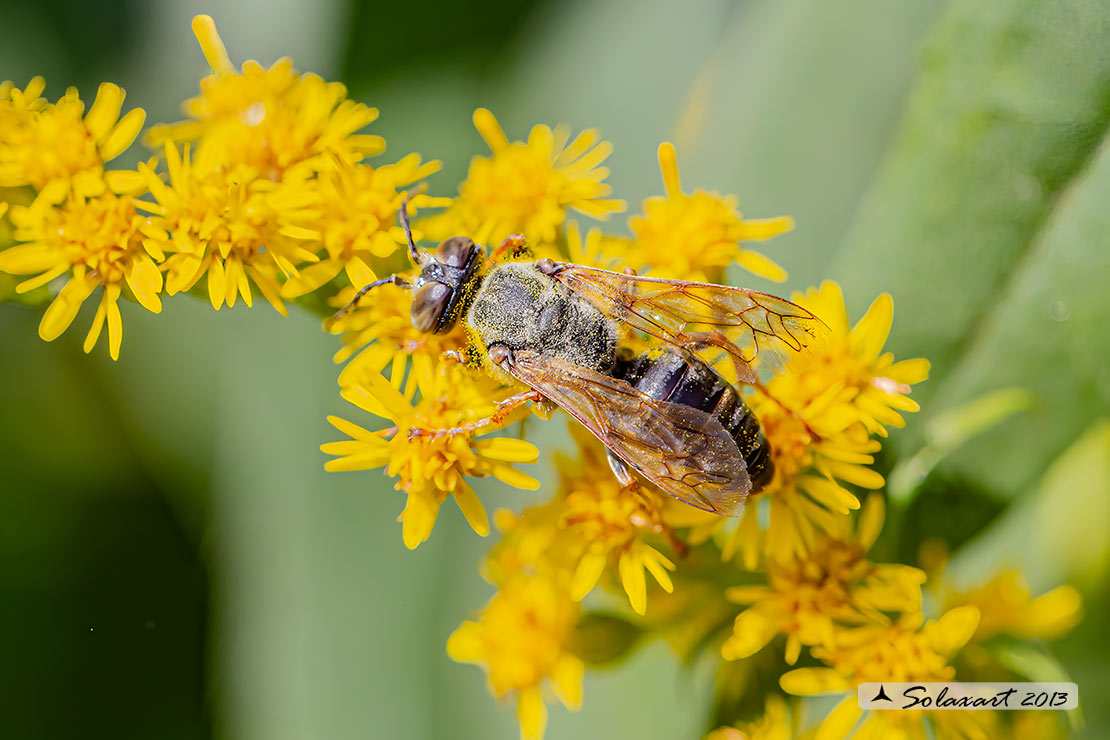 Tachytes etruscus