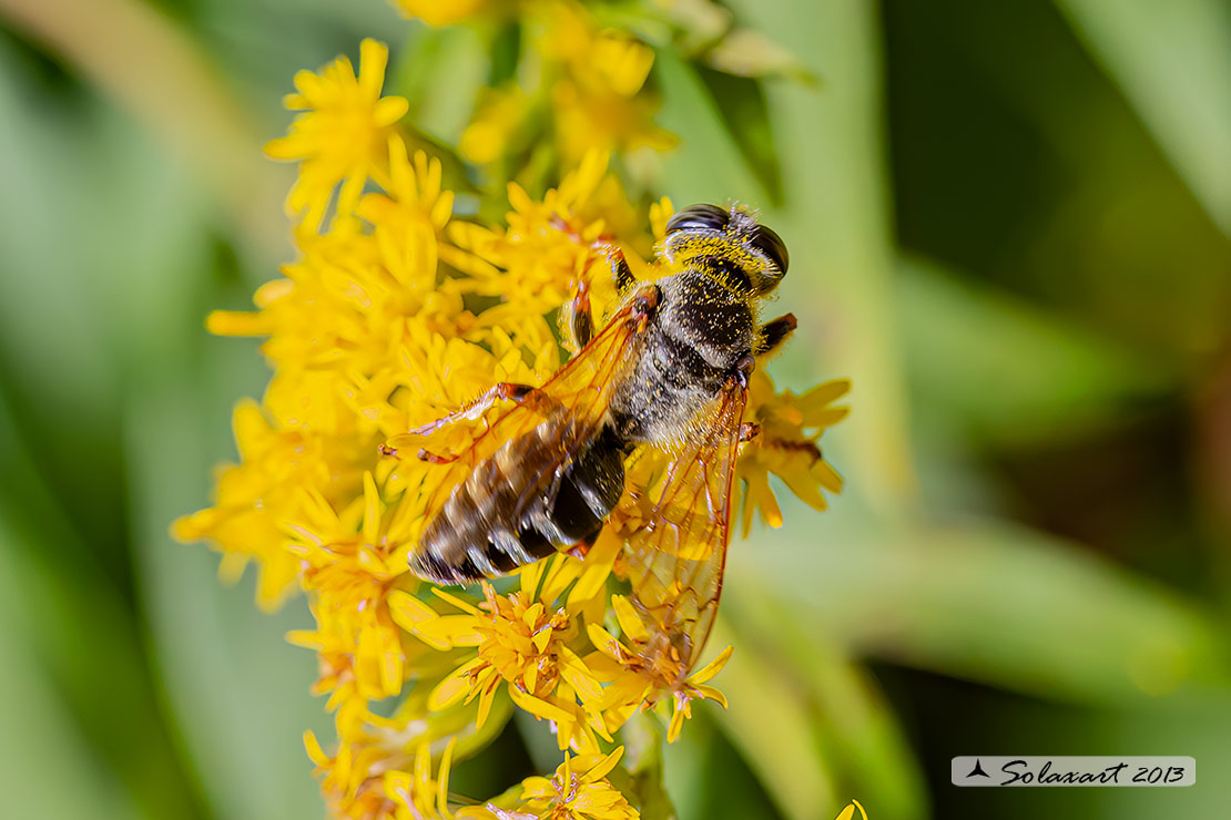 Tachytes etruscus