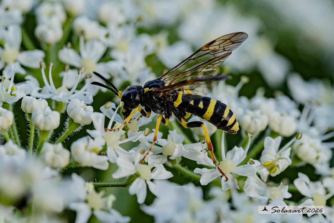 Tenthredo amoena