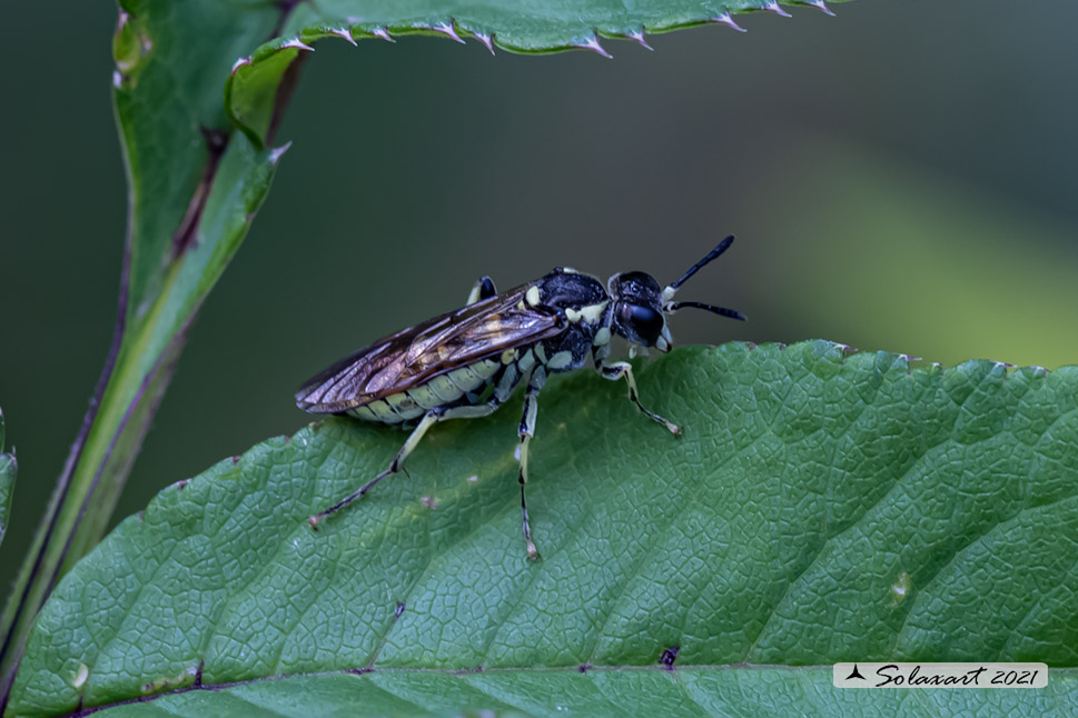 Tenthredo arcuata 