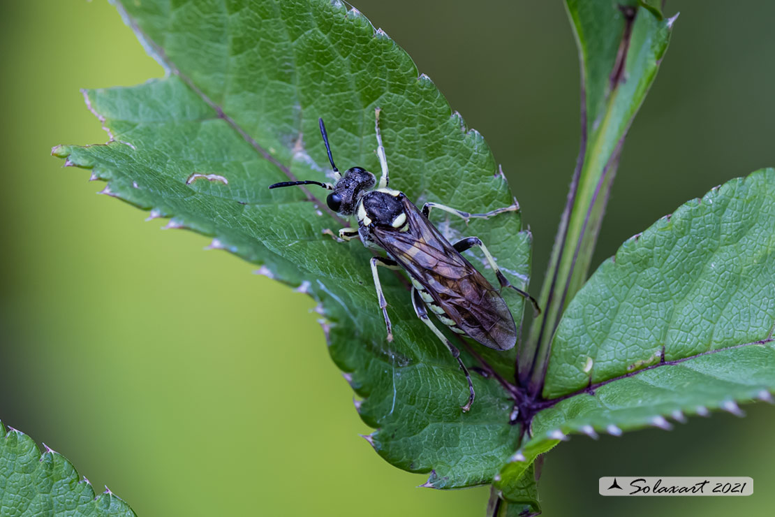 Tenthredo arcuata 