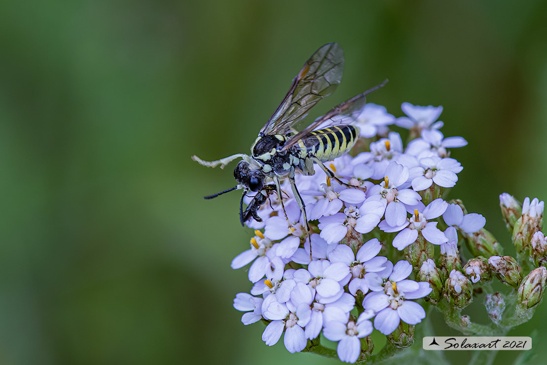 Tenthredo arcuata 