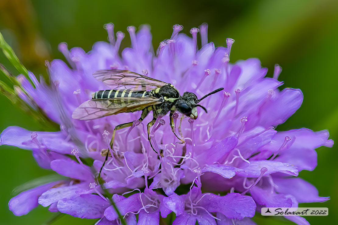 Tenthredo arcuata 