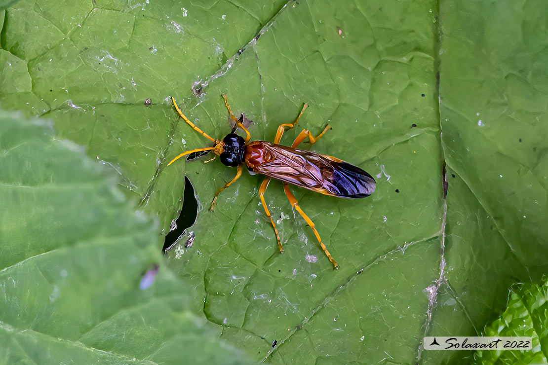 Tenthredo campestris 