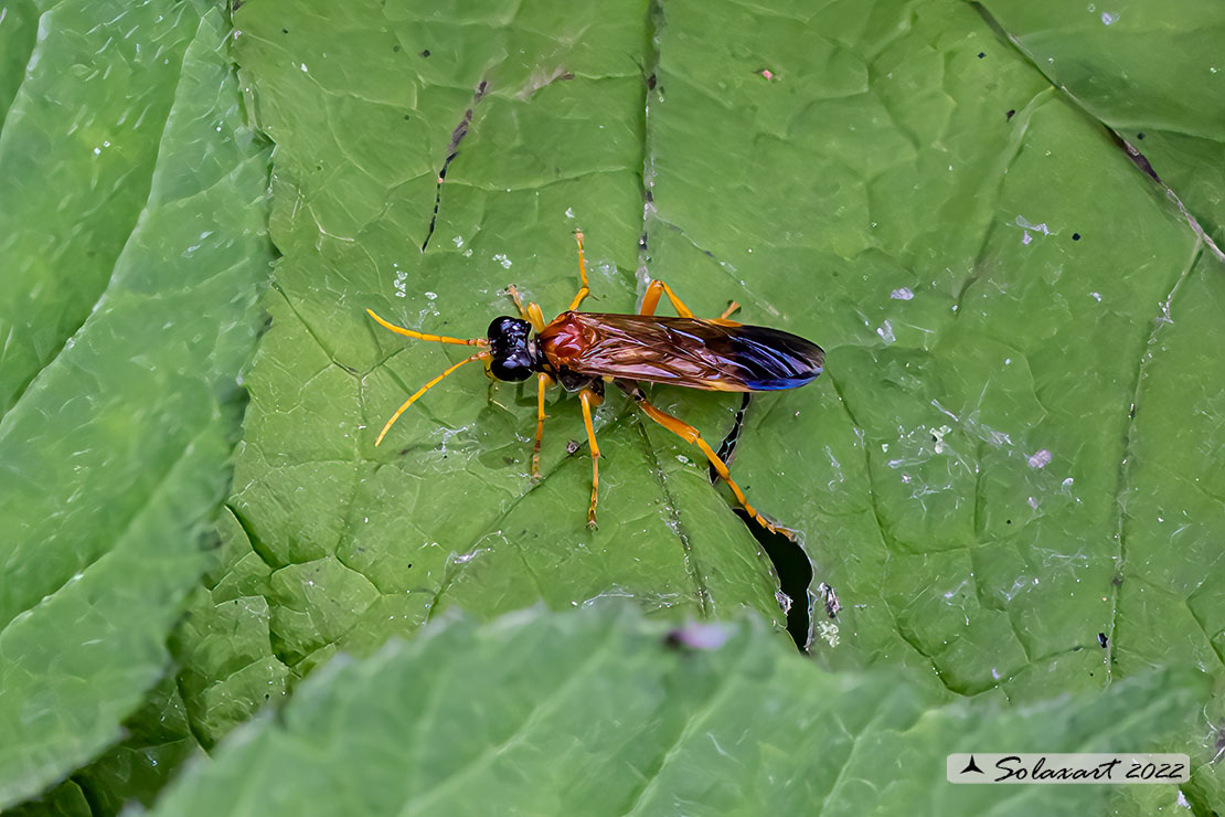 Tenthredo campestris 
