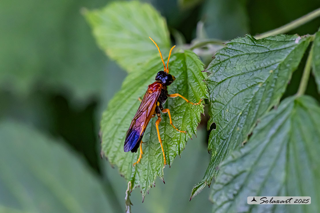 Tenthredo campestris 