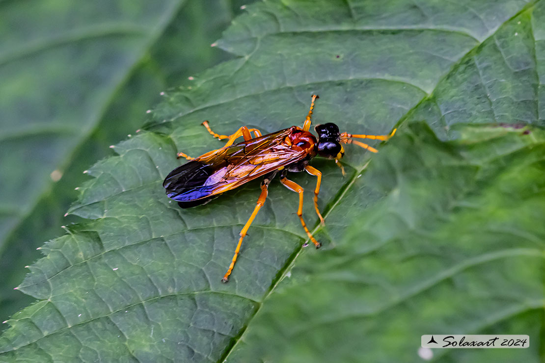 Tenthredo campestris 