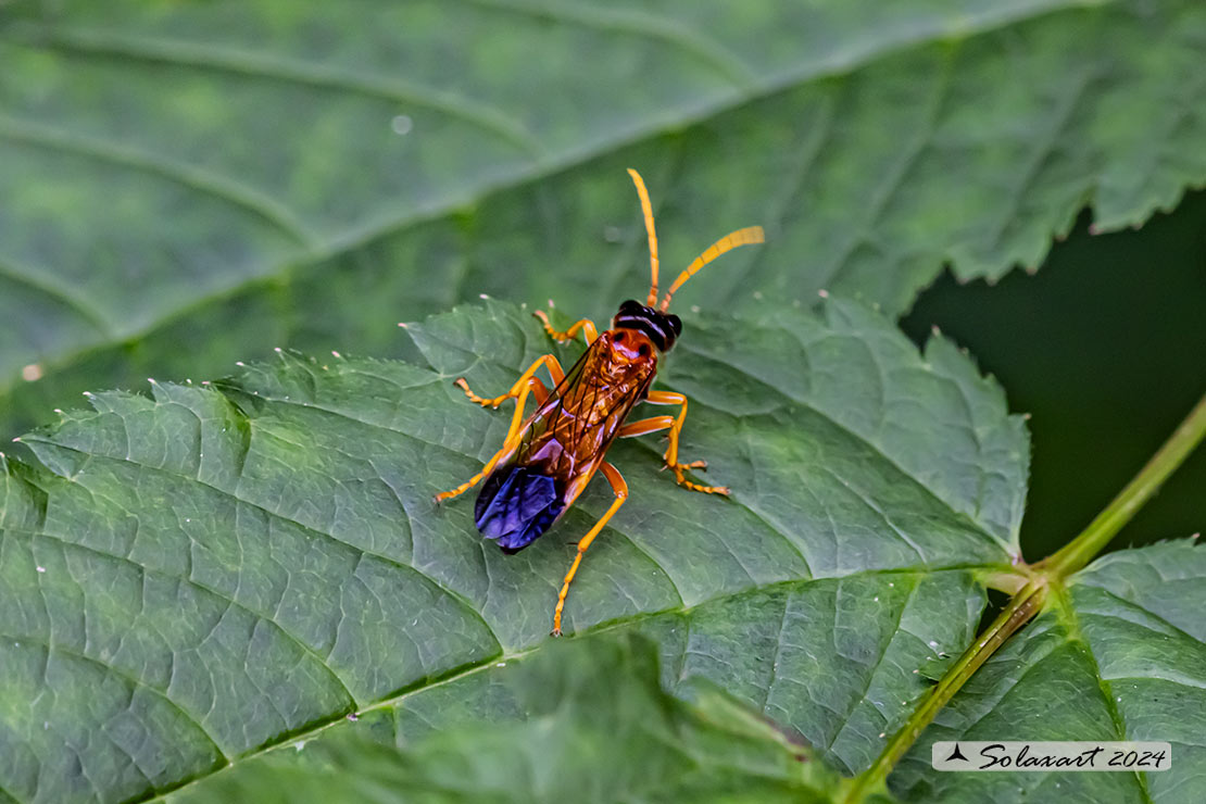 Tenthredo campestris 