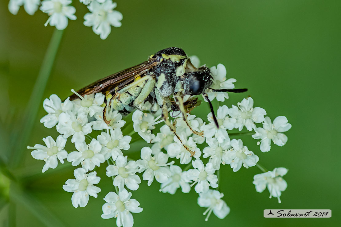 Tenthredo mesomela 