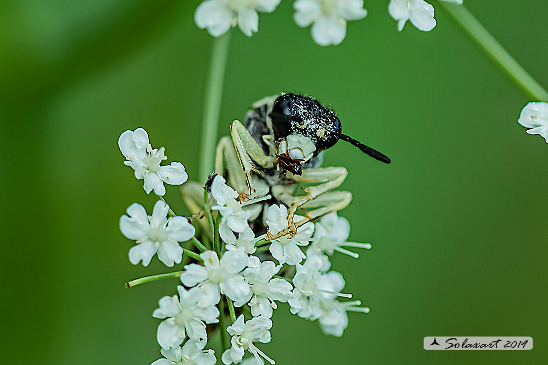 Tenthredo mesomela 