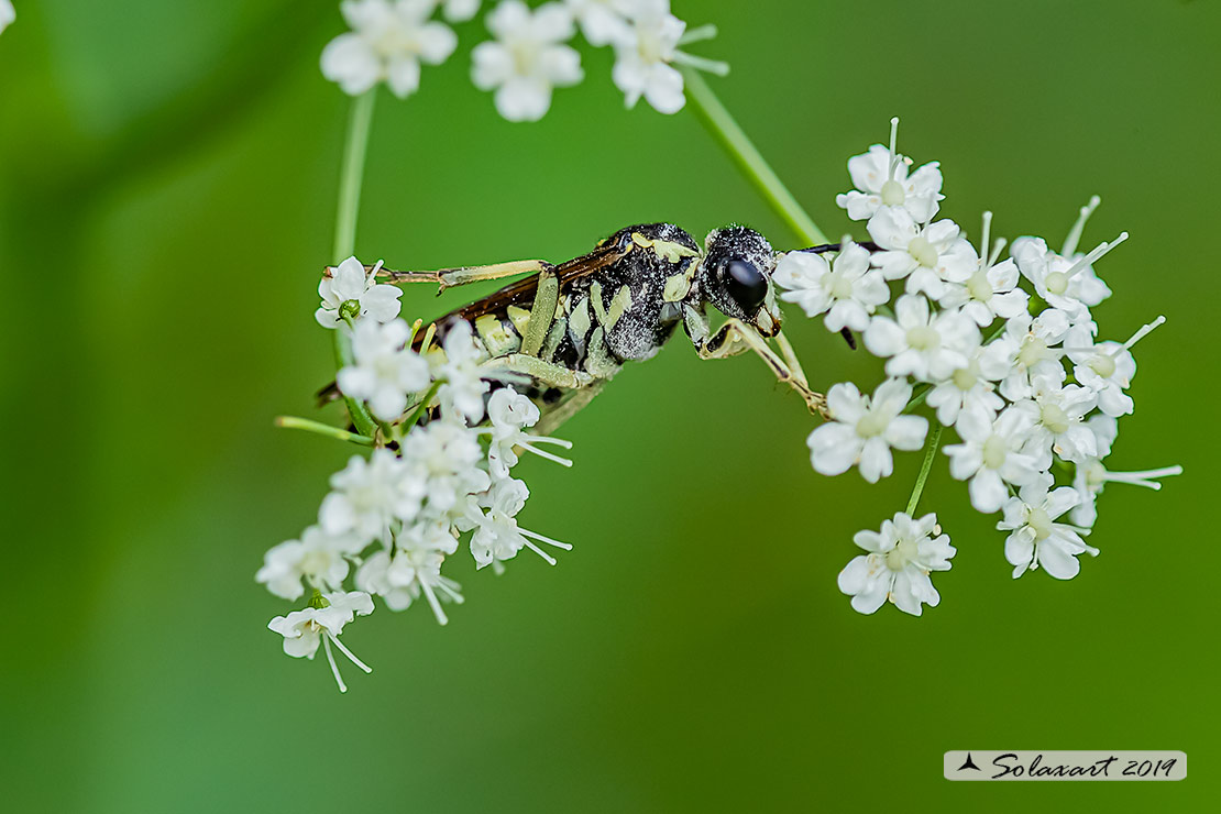 Tenthredo mesomela 