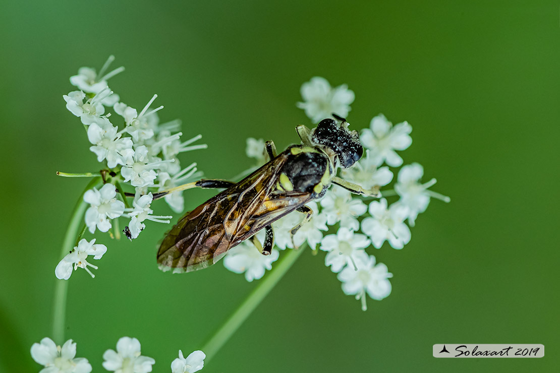 Tenthredo mesomela 