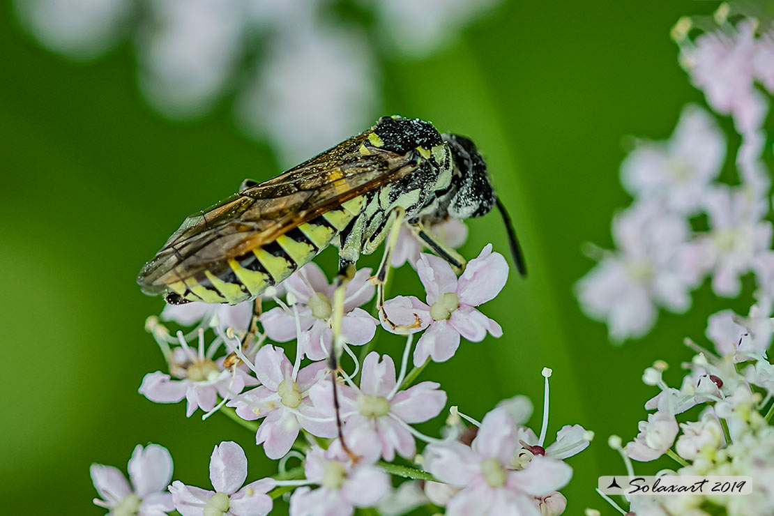 Tenthredo mesomela 