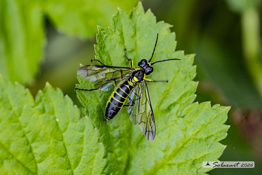Tenthredo mesomela 
