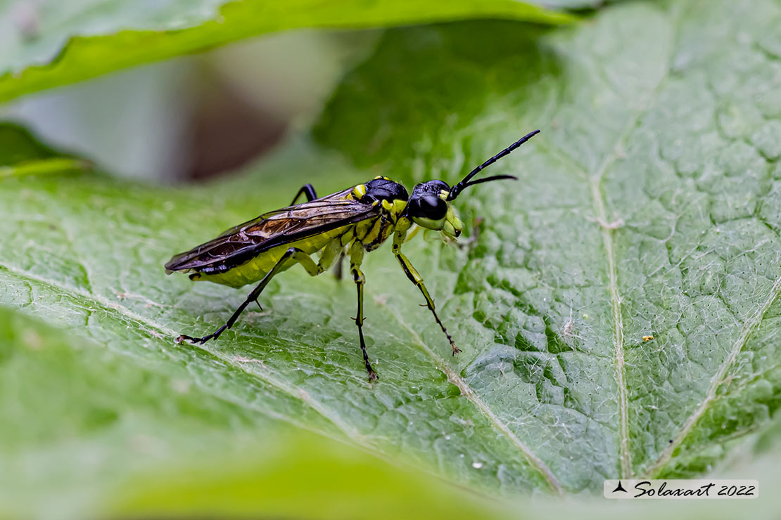 Tenthredo mesomela 