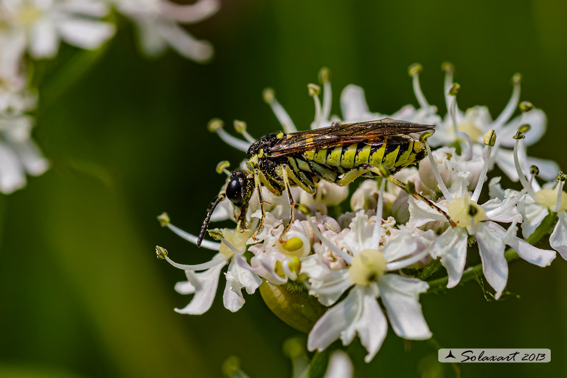 Tenthredo mesomela 