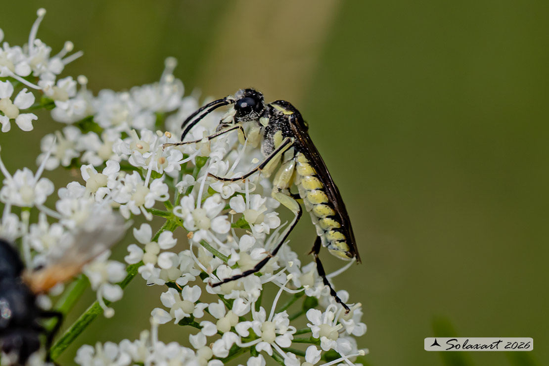 Tenthredo notha