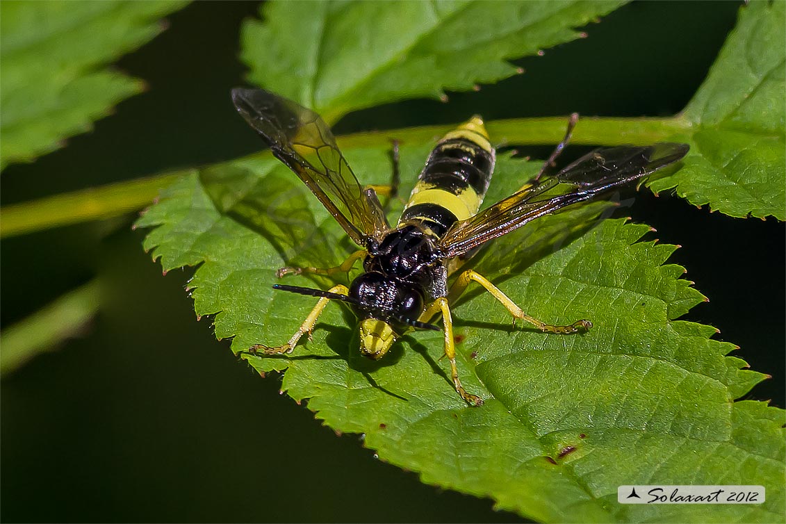 Tenthredo temula 