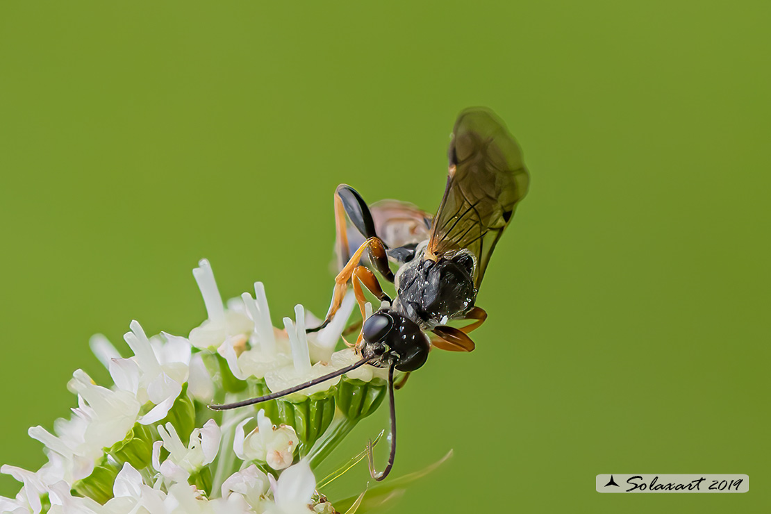 Tenthredopsis scutellaris 