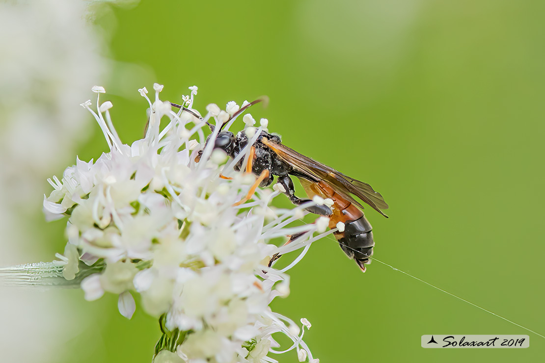 Tenthredopsis scutellaris 