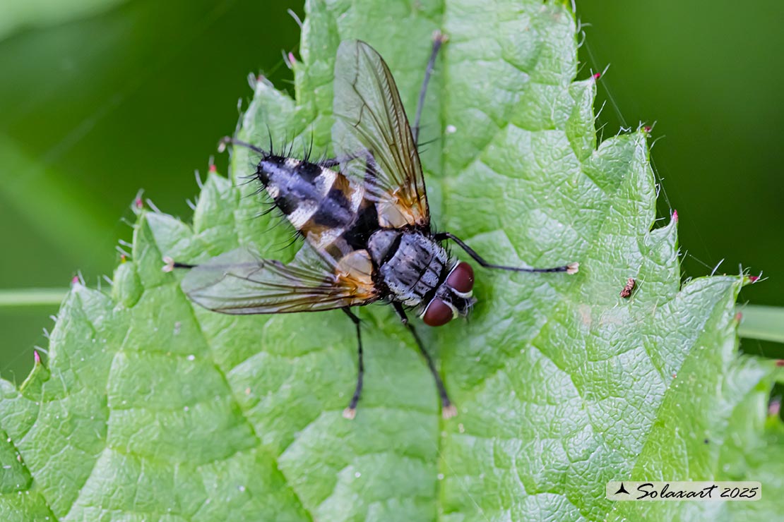 Thelaira nigripes
