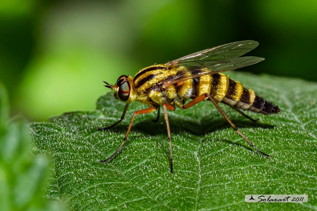 Thereva aurata