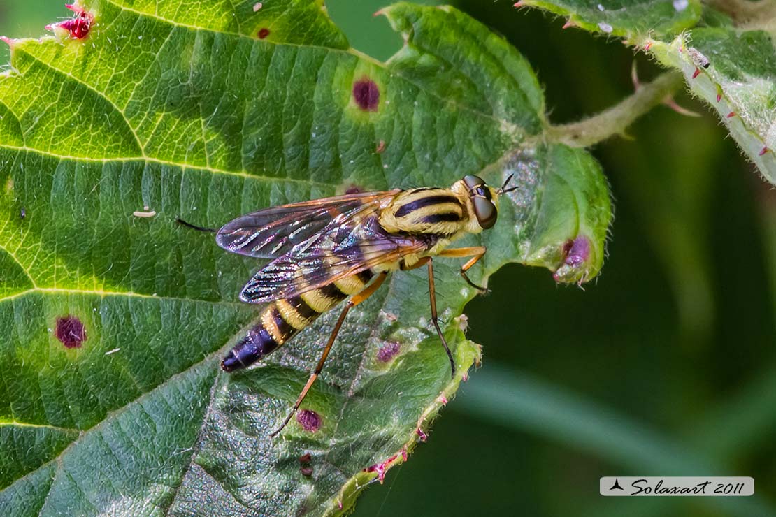 Thereva aurata