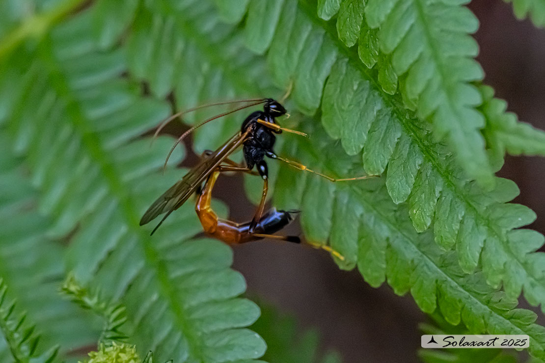 Therion circumflexum