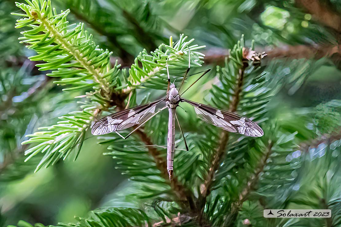 Tipula maxima:  