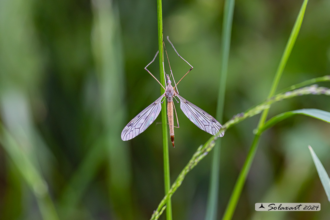 Tipula oleracea:  