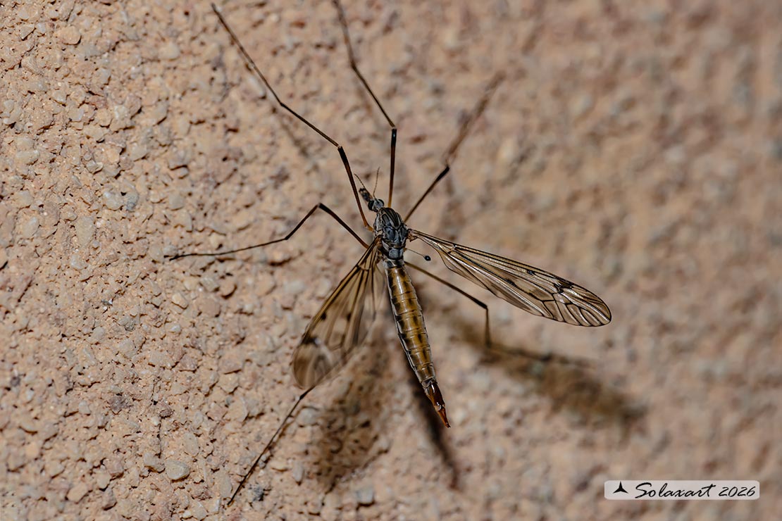 Tipula sp: